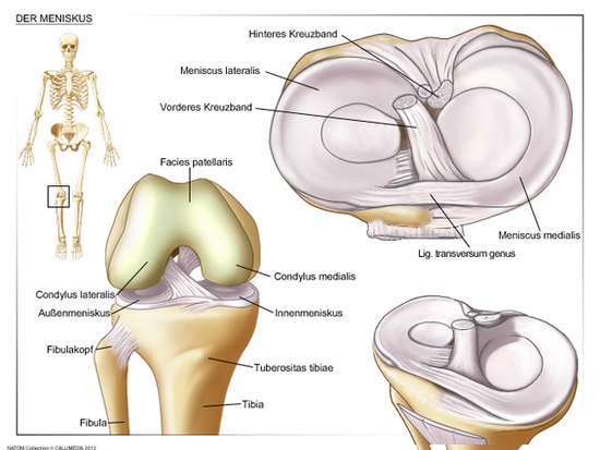 Der Meniskus im Kniegelenk (Bild: Univadis.de)