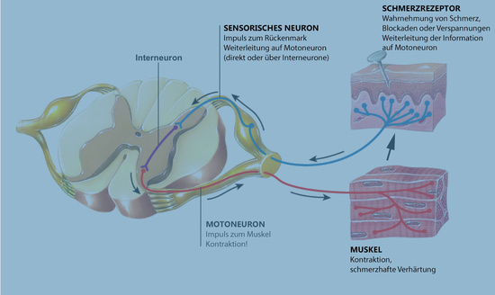 Reflexbogen