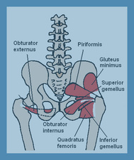 Muskeln der des Hüftgelenks (Quelle: Wikipedia)