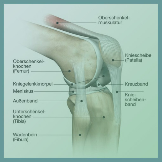 Anatomischer Aufbau des Kniegelenks (ICHTHYOL-GESELLSCHAFT)