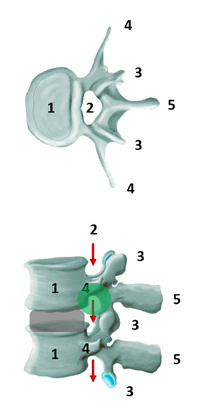 Bild 1: Anatomischer Aufbau der Wirbelsäule
