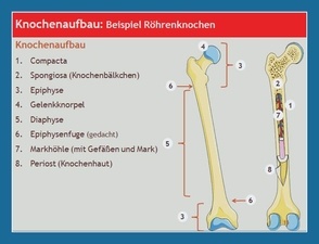 Architektur und Struktur des Knochens