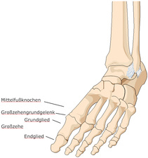 Die Fußknochen